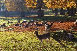 Wildgehege im Münchner Hirschgarten im Herbst.