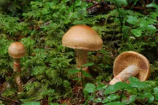 Ein geschmückter Gürtelfuß Pilz auf dem Waldboden.