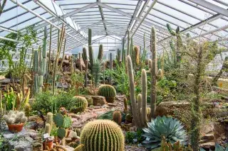 Kakteen im Glashaus des Botanischen Garten München