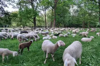 Schafe grasen im Nordteil des Englischen Gartens