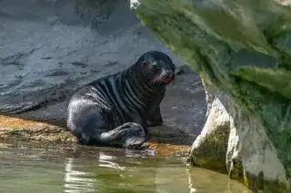 Vaiana heißt das neue Mähnenrobbenbaby in der Polarwelt