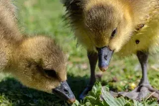 Enten im Englischen Garten: Kücken picken im Gras