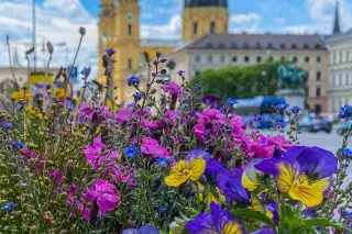 Blumen am Urban Gardening Schaugarten