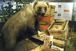 Problembär Bruno im Museum Mensch und Natur