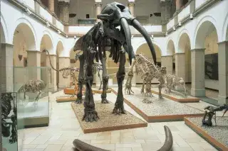 Ur-Elefant im Paläontologischen Museum