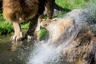 Löwe frisst Melone im Tierpark Hellabrunn