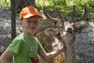 Ein Junge mit grünem T-Shirt und orangefarbener Cappy streichelt einen Hirsch im Hirschgarten, der sich hinter einem Zaun befindet.