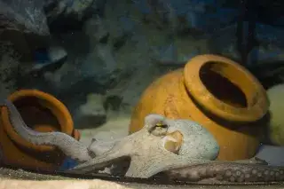 Ein Oktopus im Sea Life