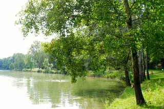 Natur pur am Poschinger Weiher in Unterföhring