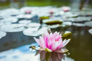 Seerose im Teich der Städtischen Franz-Auweck-Abendschule