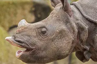 Nashorn im Tierpark Hellabrunn