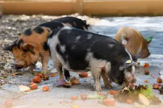 Kunekune Schweine im Tierpark Hellabrunn