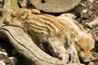 Süße Frischlinge erkunden das Walderlebniszentrum Gründwald