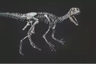 Allosaurus