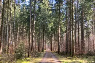 Waldweg im Forst Kasten