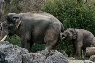 Jungeelefant Otto mit Vater Gajendra