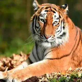 Tiger im Tierpark Hellabrunn